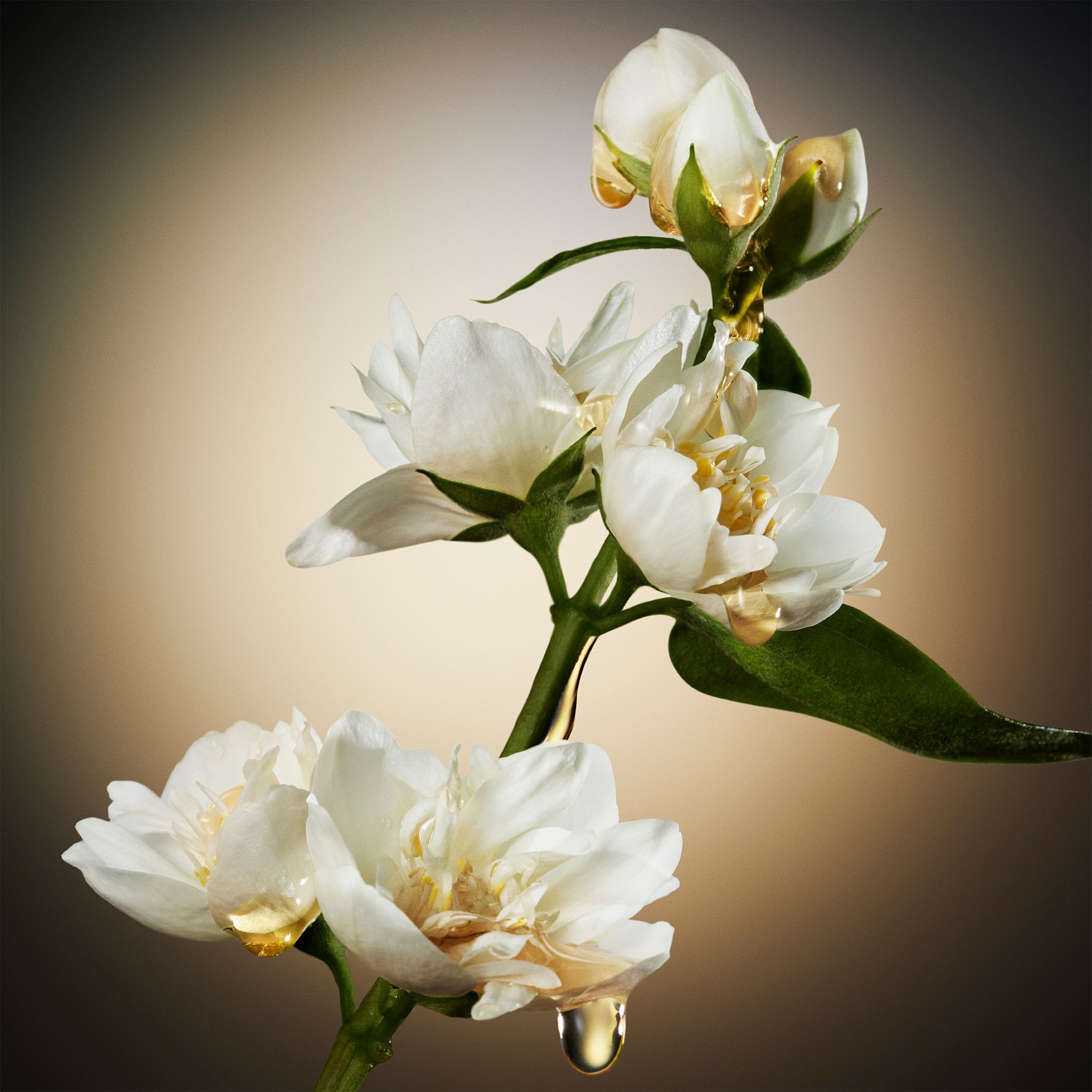 Hugo Boss The Scent For Her Eau de Parfum