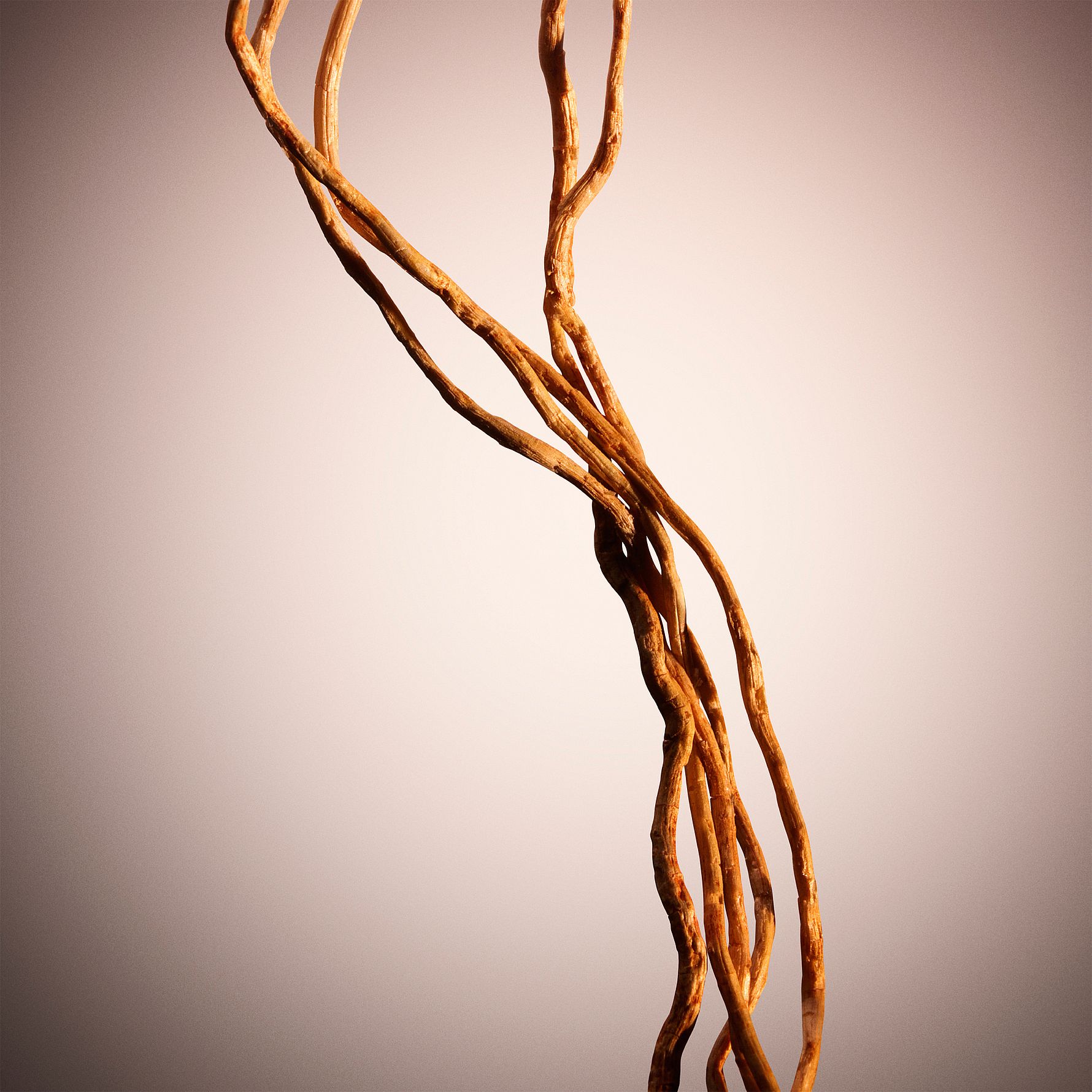 Hugo Boss The Scent For Her Le Parfum