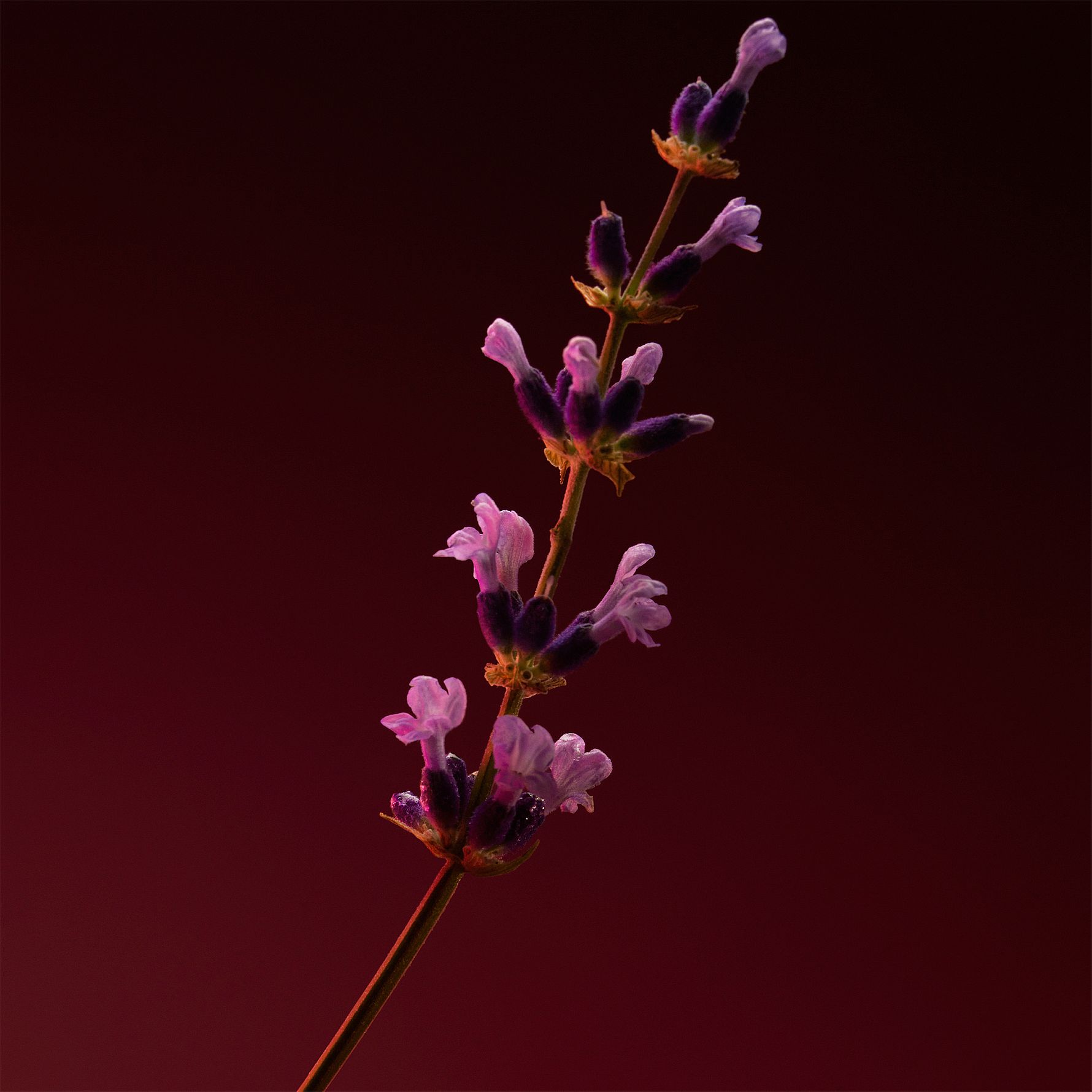 Hugo Boss The Scent For Him Elixir Parfum Intense