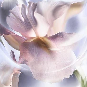 Lancôme La vie est Belle Iris Absolu Eau de Parfum 30 ml
