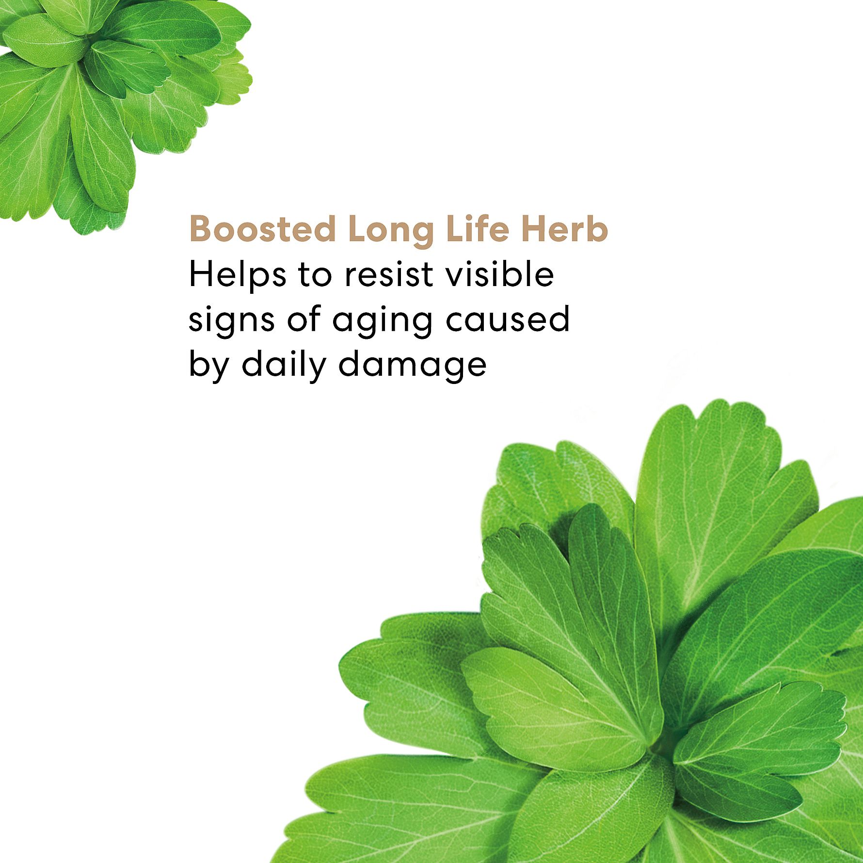 Skinlongevity Long Life Herb Face Serum 30 ml - bareMinerals - KICKS